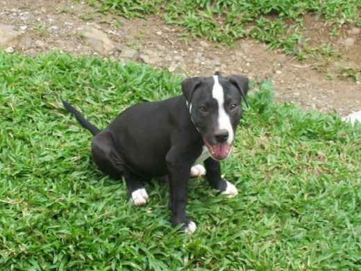 mi perro bruno mi perro bruno